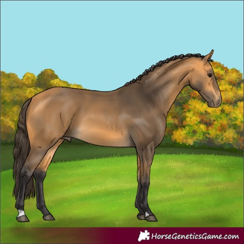 Horse Color:Buckskin 
