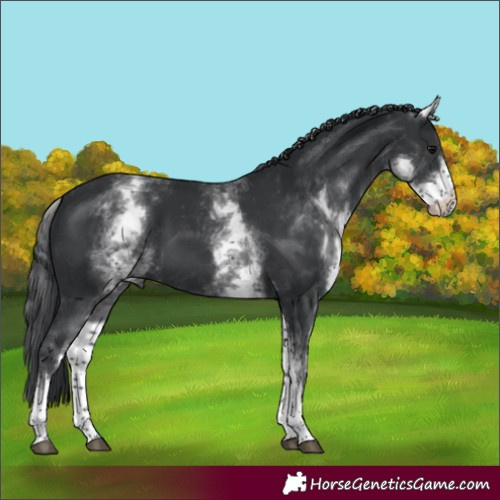 Horse Color:White Spotted Black 