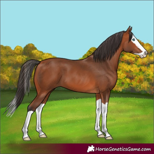 Horse Color:Bay Splash