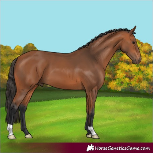 Horse Color:Bay 