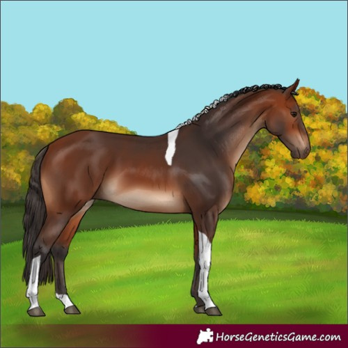 Horse Color:Bay Tobiano