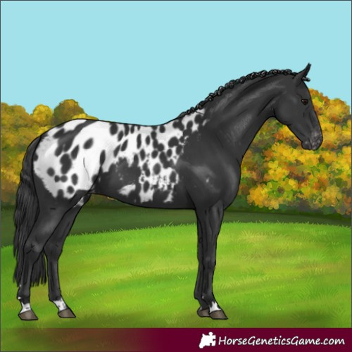 Horse Color:Black Blanket