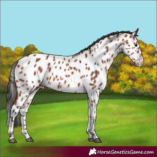 Horse Color:Bay Near Leopard 