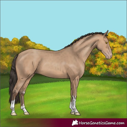 Horse Color:Amber Champagne Sabino Tobiano 