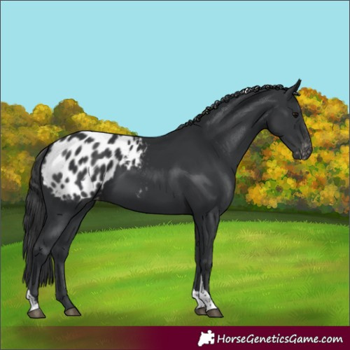 Horse Color:Black Tobiano Blanket