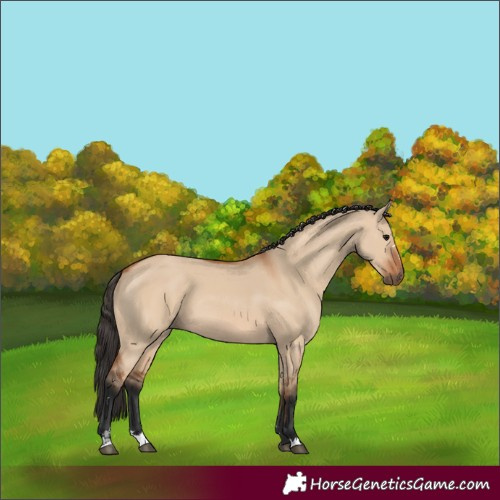 Horse Color:Bay Dun