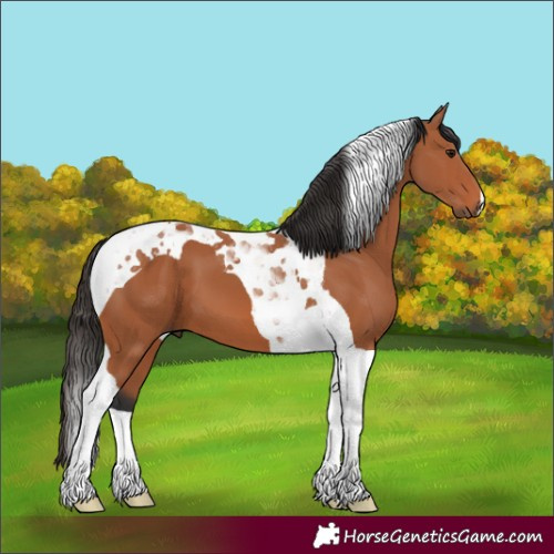 Horse Color:Bay Tobiano 
