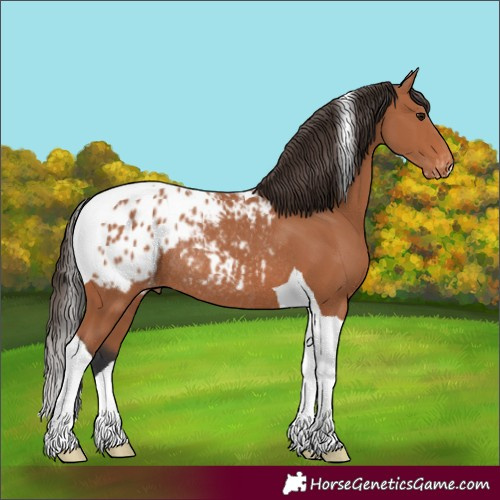 Horse Color:Bay Tobiano Appaloosa Rabicano 