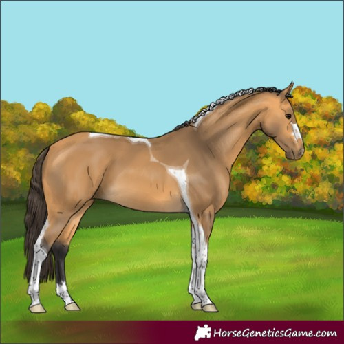 Horse Color:Buckskin Tobiano