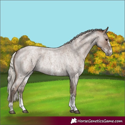 Horse Color:Silver Blue Roan Sabino 