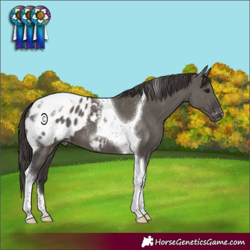 Horse Color:Smoky Grullo Tobiano Appaloosa