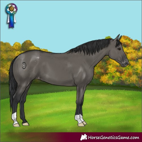 Horse Color:Grullo Appaloosa
