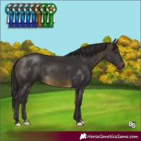 Horse Color:Buckskin