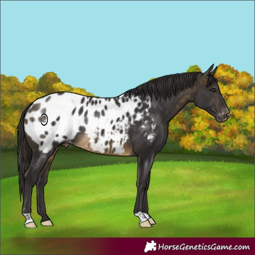 Horse Color:Buckskin Blanket Rabicano 