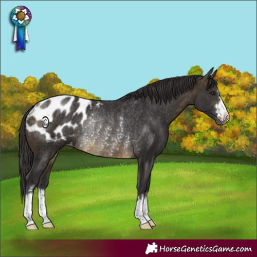 Horse Color:Buckskin Appaloosa Rabicano