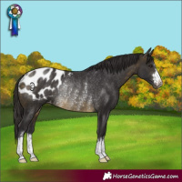 Horse Color:Buckskin Blanket Rabicano