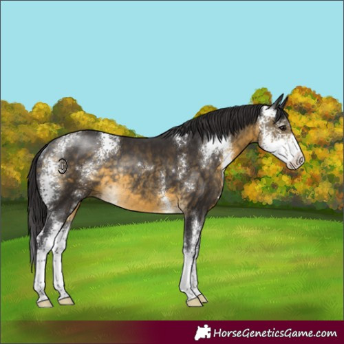 Horse Color:Buckskin Sabino Rabicano