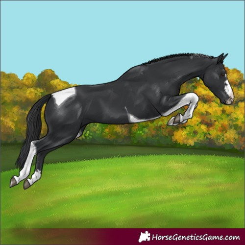 Horse Color:Black Tobiano 