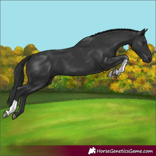 Horse Color:Black Tobiano 