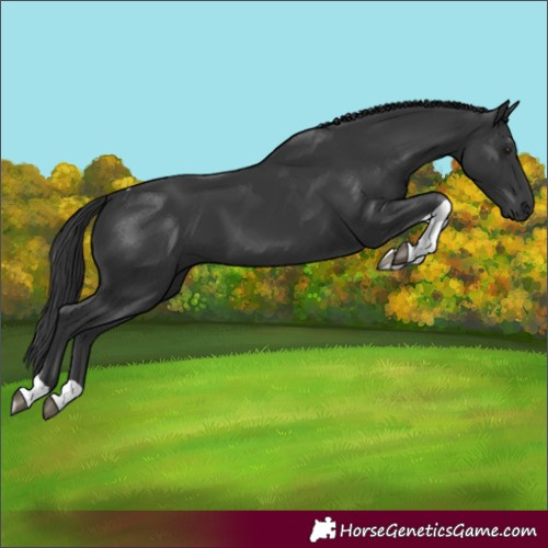 Horse Color:Unknown 