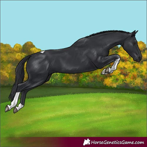 Horse Color:Black Tobiano