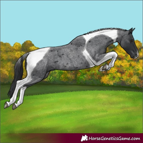 Horse Color:Blue Roan Tobiano