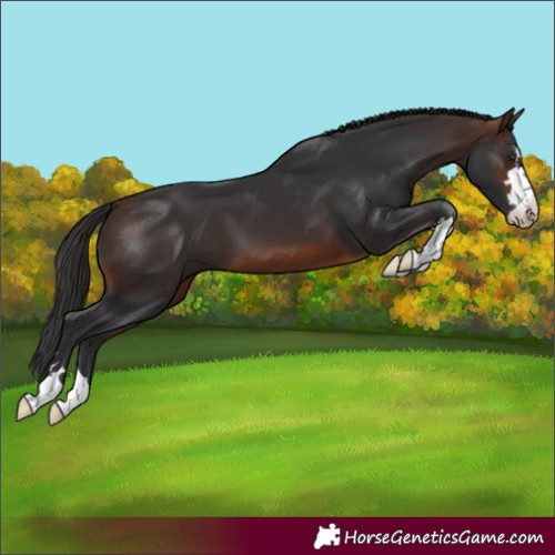 Horse Color:Brown
