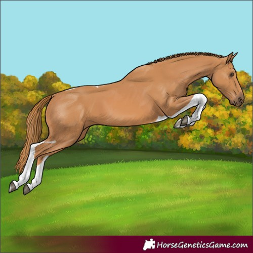 Horse Color:Chestnut Tobiano