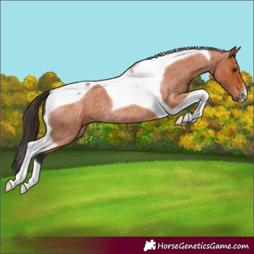 Horse Color:Bay Roan Tobiano