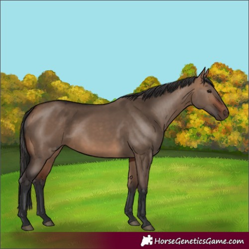 Horse Color:Bay Dun
