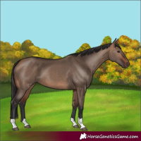 Horse Color:Bay Dun