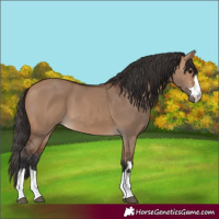 Horse Color:Bay Dun 