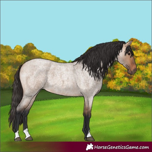 Horse Color:Bay Roan Dun