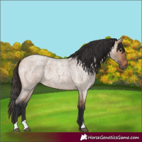 Horse Color:Bay Roan Dun 