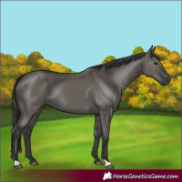 Horse Color:Grullo 