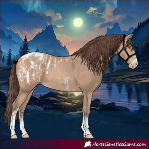 Horse Color:Amber Champagne Sabino Tobiano Appaloosa  and Amber Champagne Sabino Tobiano Appaloosa 
