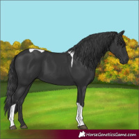 Horse Color:Black Tobiano Rabicano 