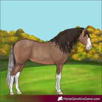 Horse Color:Sable Champagne Splash