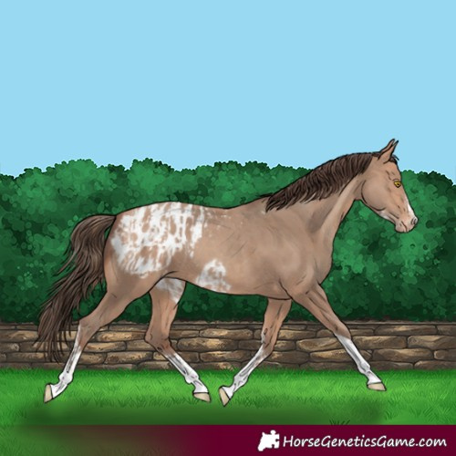 Horse Color:Amber Champagne Sabino Tobiano Blanket and Amber Champagne Sabino Tobiano Frame Blanket