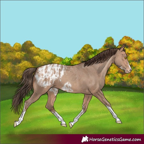 Horse Color:Amber Champagne Sabino Tobiano Appaloosa  and Amber Champagne Sabino Tobiano Frame Appaloosa 