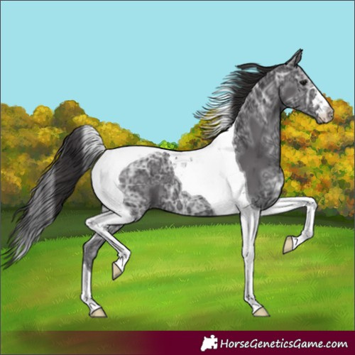 Horse Color:Smoky Black Ice Tobiano 