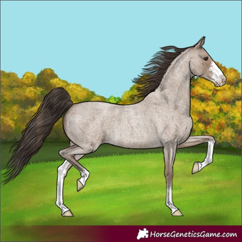 Horse Color:Classic Champagne Roan Sabino 