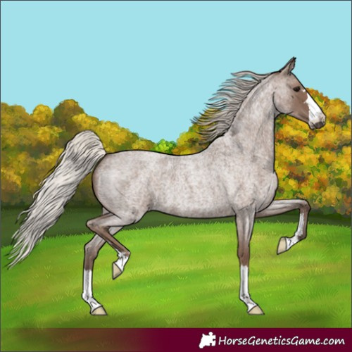 Horse Color:Unknown 