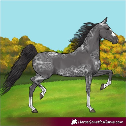 Horse Color:Unknown 