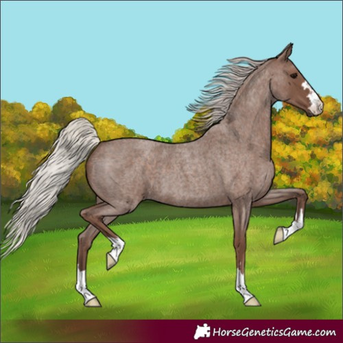 Horse Color:Silver Blue Roan