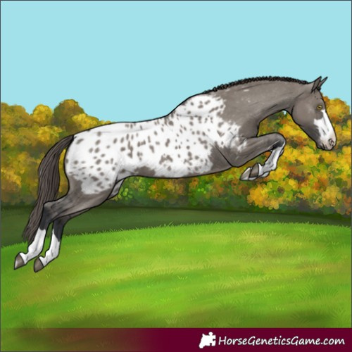 Horse Color:Grullo Appaloosa 