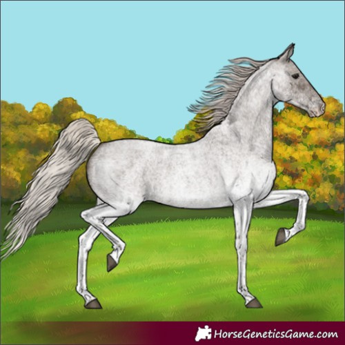 Horse Color:White Spotted Silver Blue Roan Rabicano