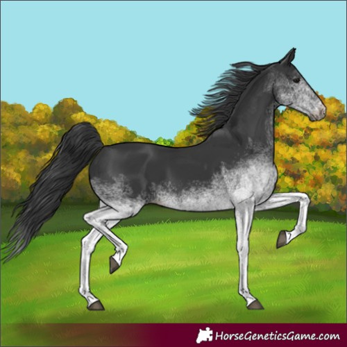 Horse Color:Unknown 