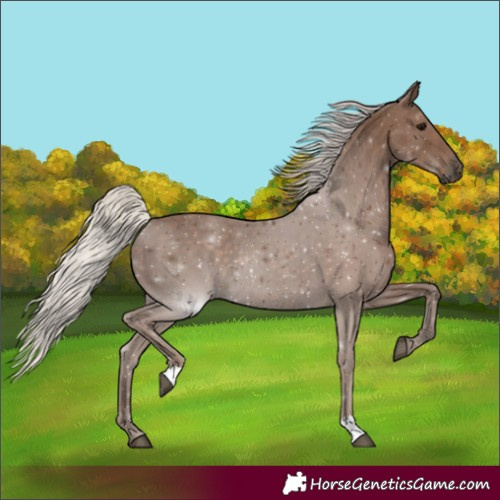 Horse Color:Silver Black Rabicano 