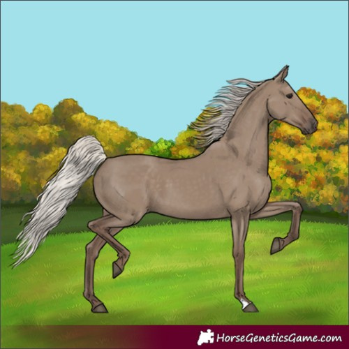 Horse Color:Silver Grullo 